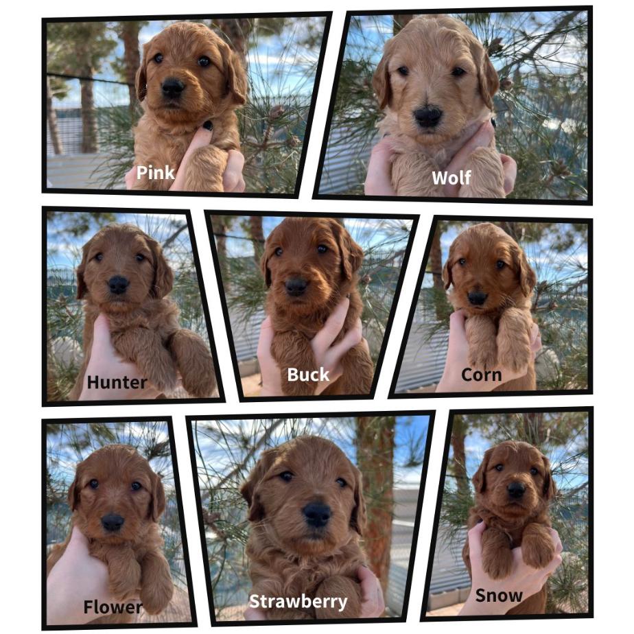 Goldendoodle Breeder Las Vegas Badass Breeder 4E Kennels